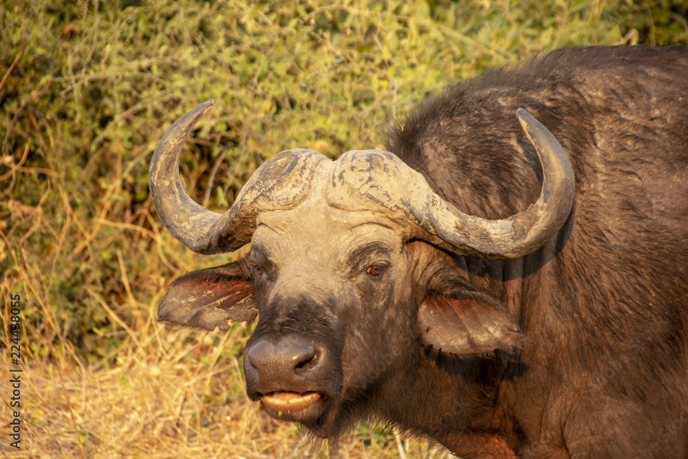 A portrait of Buffalo in Chobe National Park, Botswana A portrait of Buffalo in Chobe National Park, Botswana