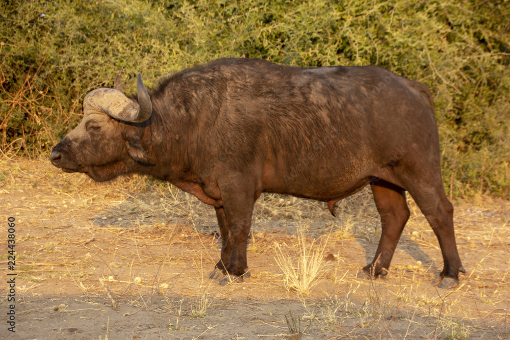A young Buffalo male in Chobe National Park, Botswana A young Buffalo male in Chobe National Park, Botswana