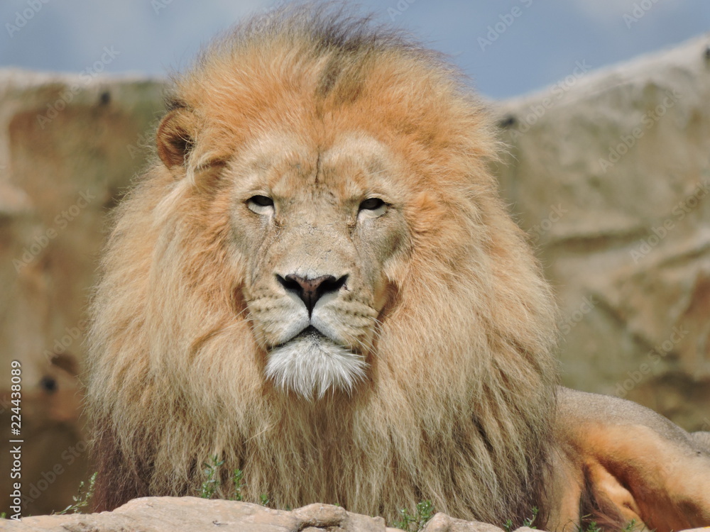 lion beauval