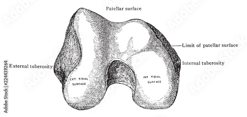 Lower End of Femur from Below, vintage illustration.