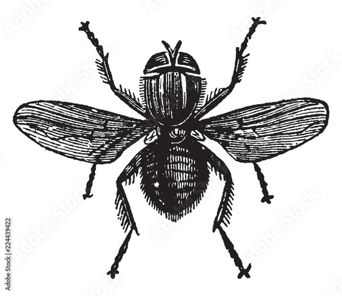 Lucilia Hominivorax, vintage illustration.