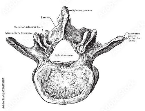 Third Lumbar Vertebra From Above, vintage illustration.