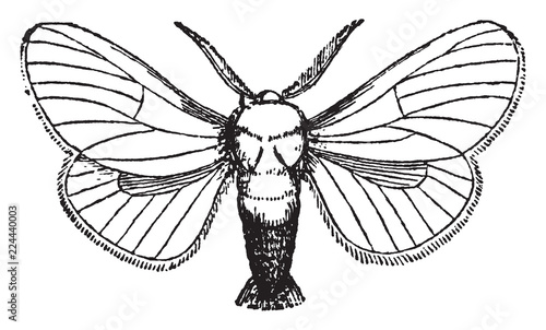Liparis Chrysorrhoea, vintage illustration.