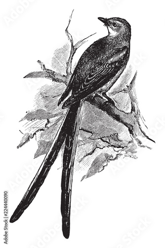 Scissortailed Flycatcher, vintage illustration. photo