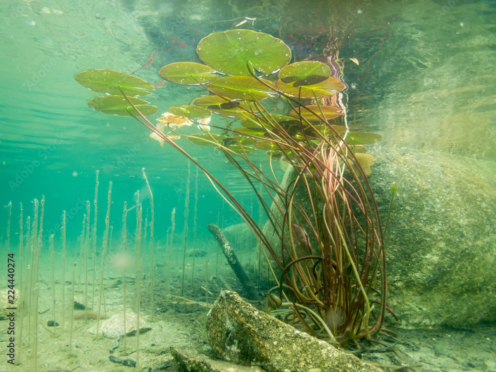 Fototapeta premium Water lily leaves underwater