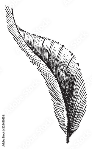 Tail Covert, vintage illustration.
