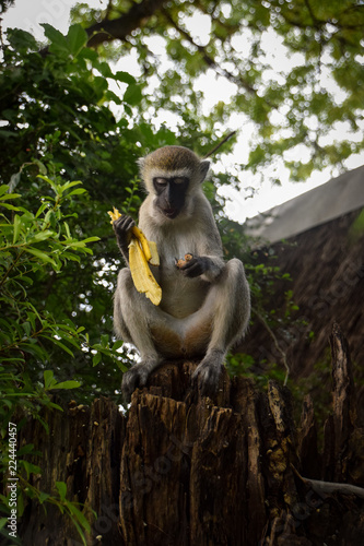 Fototapeta Naklejka Na Ścianę i Meble -  Meerkatzen, Affenbaby, Affen, Affe, Familie, Herde, Kenya, Tsavo, Dschungel, mit banane