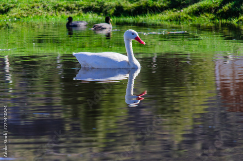 cisne en el lago
