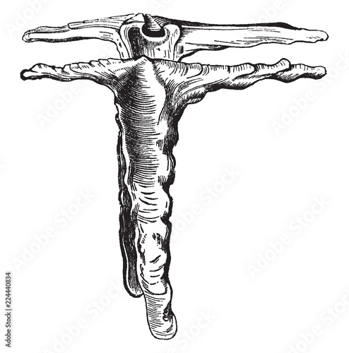 Malleus Alba, vintage illustration.