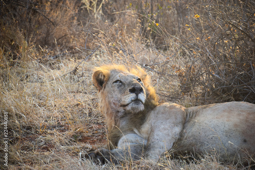 Fototapeta Naklejka Na Ścianę i Meble -  Panthera leo,Löwe, Kenia, Tsavo east, Löwen schläft, Lion, liegen, schlafen, gefressen, morgens, Nahaufnahme