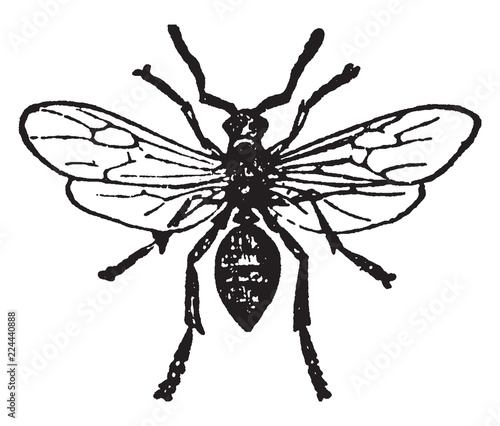 Red Wood Ant Male, vintage illustration.