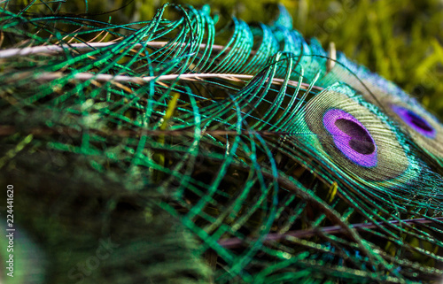 Plumas de pavo