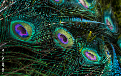 Plumas