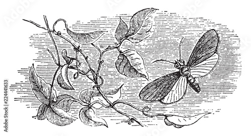 The Forester, vintage illustration.
