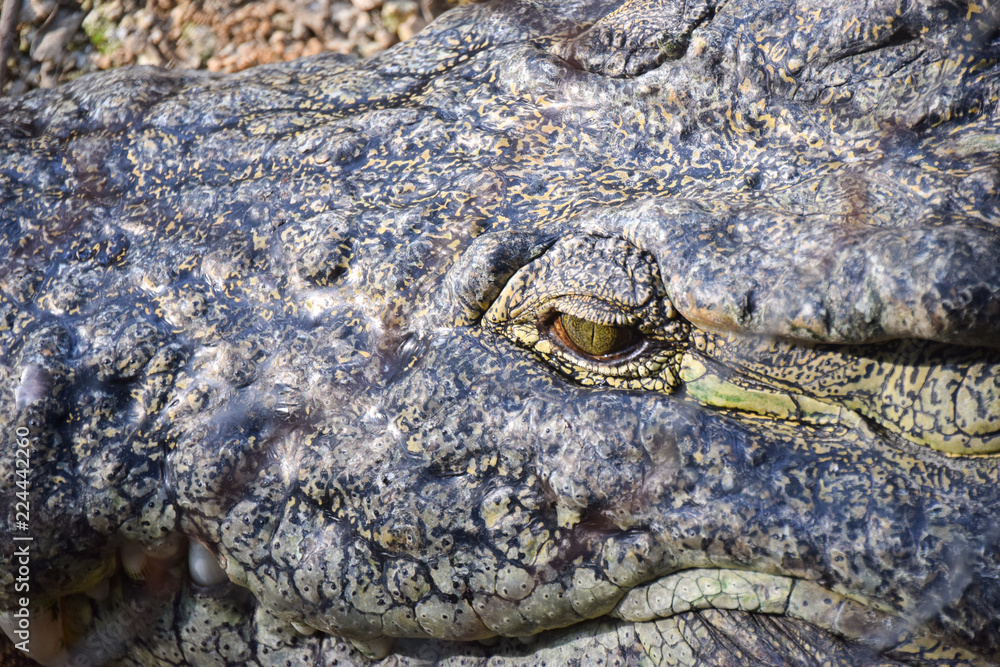 Fototapeta premium Krokodyl, krokodyle, jedzenie, skoki, pływanie, walka, niebezpieczeństwo, Afryka, Kenia, zbliżenie, makro, oczy