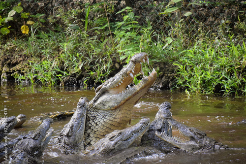 Krokodil, Krokodile, Fressen, Springen, Schwimmen, Kämpfen, Gefahr, Afrika, Kenya, Zähne