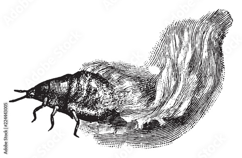 Woolly Aphid Larva, vintage illustration.
