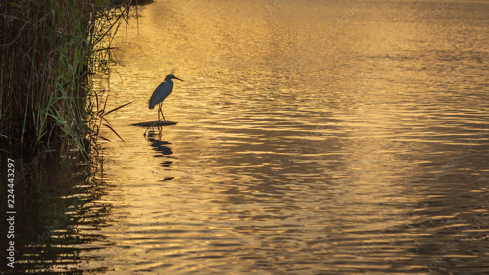 Sunrise Bird on the Water