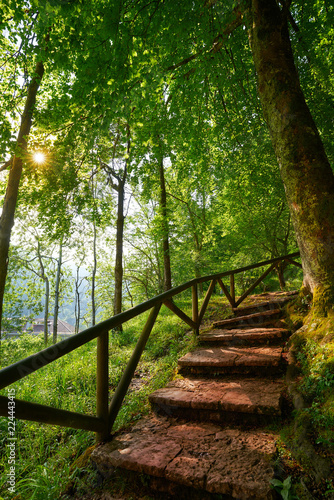 Covadonga forest stairs in Asturias Picos Europa photo