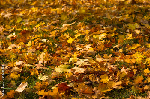 Urban landscape - autumn leaves in green grass, close up