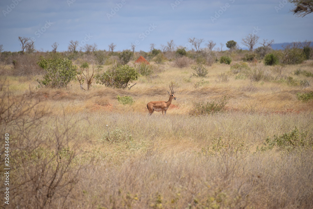 Gazelle im Tsavo East National Park, Gazella, Animali, Afrika, Tsavo East Gazelle im Tsavo East National Park, Gazella, Animali, Afrika, Tsavo East