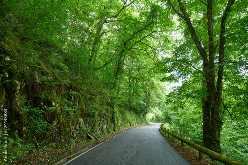 Covadonga road forest in Asturias Picos Europa photo
