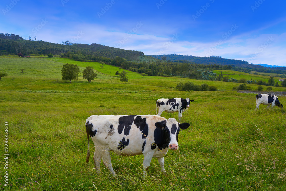 Friesian cows in Asturias meadow Spain Friesian cows in Asturias meadow Spain