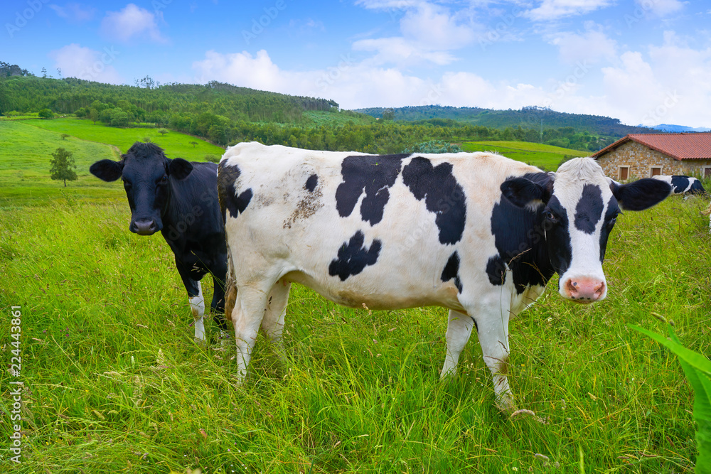 Friesian cows in Asturias meadow Spain