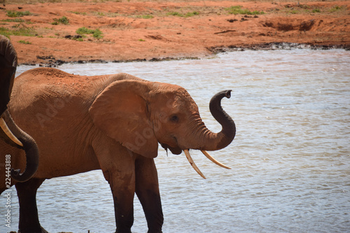 Elephants in the Tsavo East National Park, Elephant, Elefant, Schlamm, Schlammt sich ein, Wasserloch, Freuen  © mkstudio001