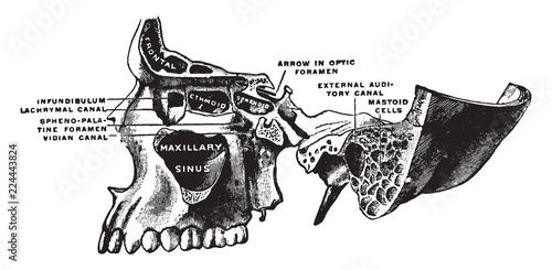 Superior Maxillary Bone and Sinuses, vintage illustration.