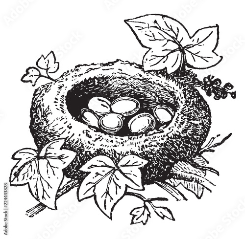 Nest of Kinglet, vintage illustration.