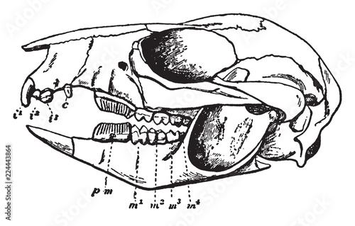 Rat Kangaroo Skull, vintage illustration. photo