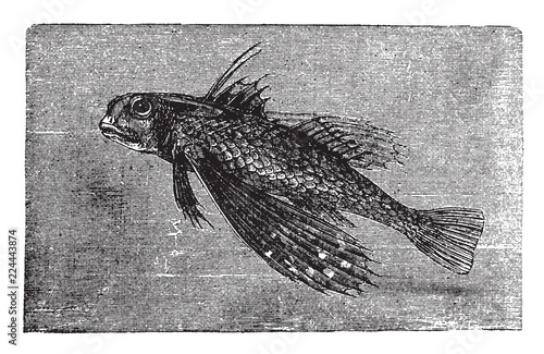 The Flying Gurnard, vintage illustration.
