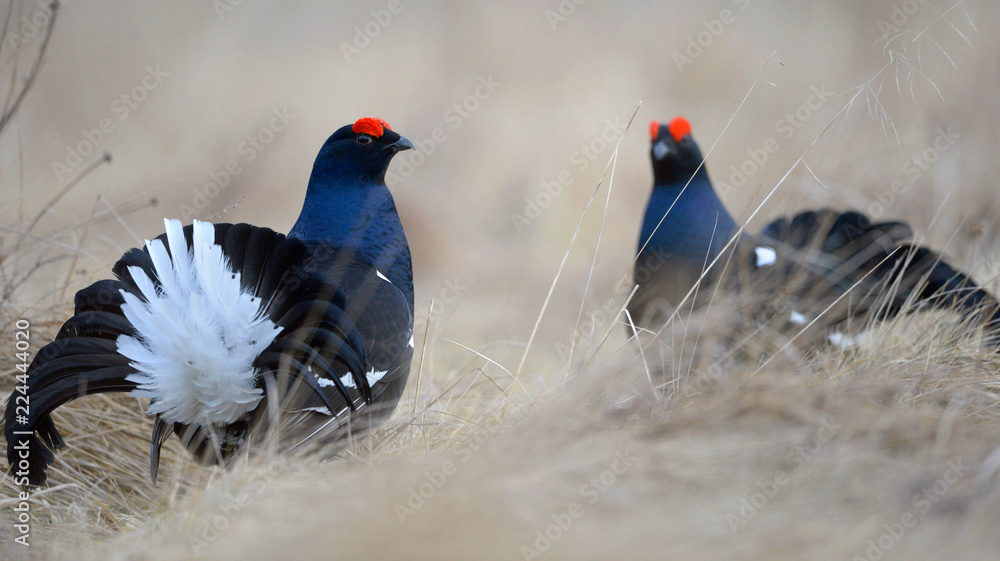 Male of a Black Grouse at Lek. Scientific name : Tetrao Tetrix. Closeup Portrait. Picture at a short distance. Early Spring. Russia. Male of a Black Grouse at Lek. Scientific name : Tetrao Tetrix. Closeup Portrait. Picture at a short distance. Early Spring. Russia.