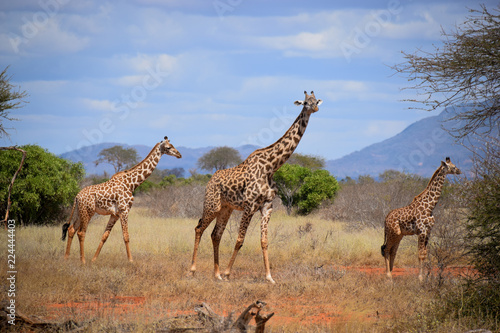 Giraffe in Tsavo East National Park Kenya, Savanne, Wüste, Afrika, Herde     © mkstudio001