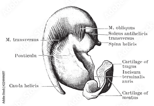 Inner Surface of Pinna Cartilage, vintage illustration.