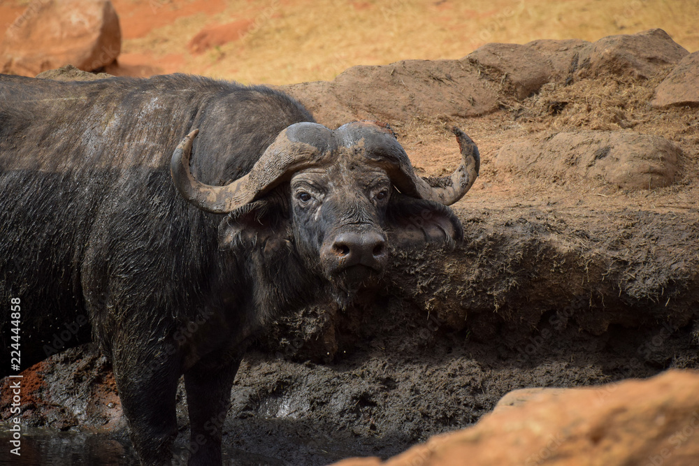 Büffel in Tsavo East National Park Kenya, Kenia, Savanne, Nahaufnahme 