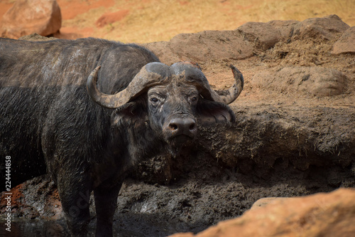 Büffel in Tsavo East National Park Kenya, Kenia, Savanne, Nahaufnahme  © mkstudio001