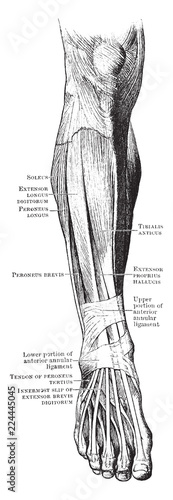 Front Muscles of the Leg and Foot, vintage illustration.