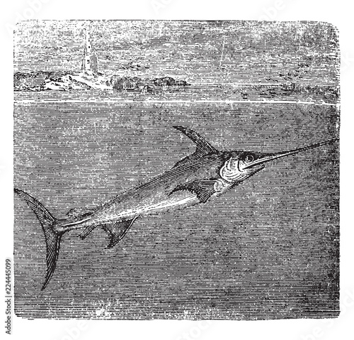 The Sword Fish, vintage illustration.