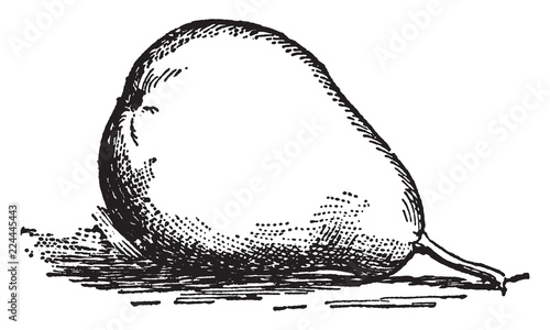 Pear vintage illustration.