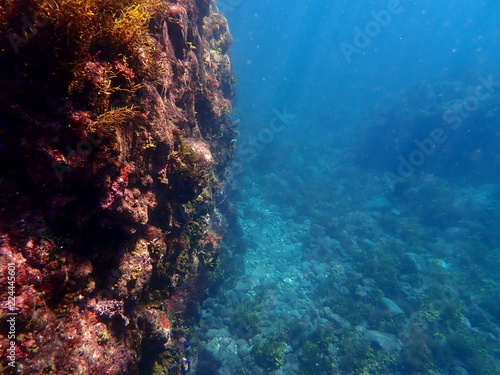 ヒリゾ浜の魚たち