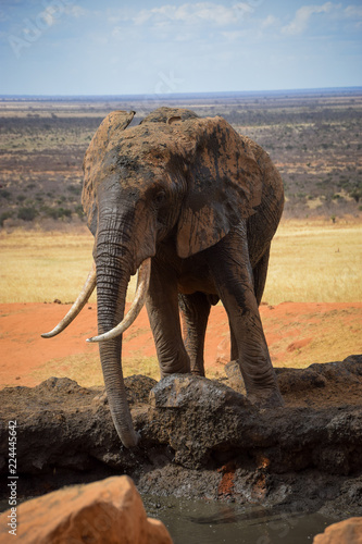 Elephants in the Tsavo East National Park  Elephant  Elefant  Schlamm  Schlammt sich ein  Wasserloch  Rote Erde 