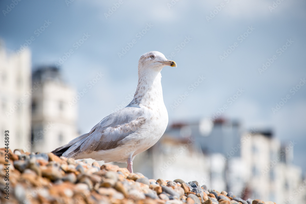 Obraz premium Möwe am Meer