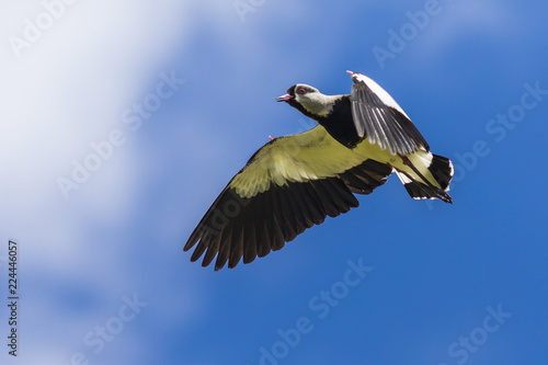 A wonderful Southern Lapwing bird flying with its spikes at Rupanco Lake in the South of Chile and amazing place for seeing aquatic wild life inside a wild environment © abriendomundo