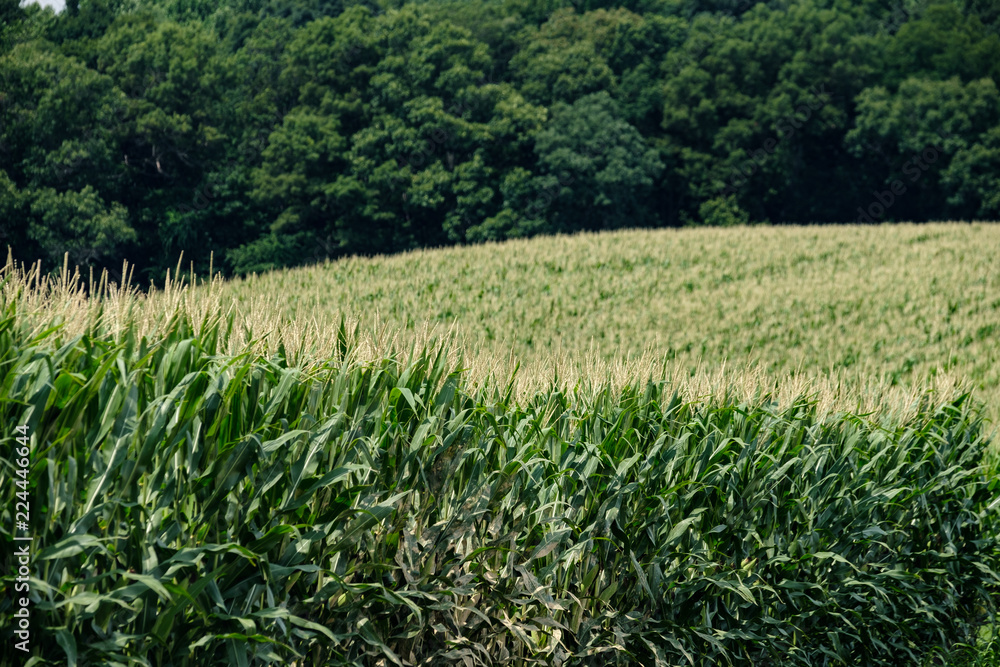 Rows and rows of corn on an Amish Farm grow in the summer sun Rows and rows of corn on an Amish Farm grow in the summer sun