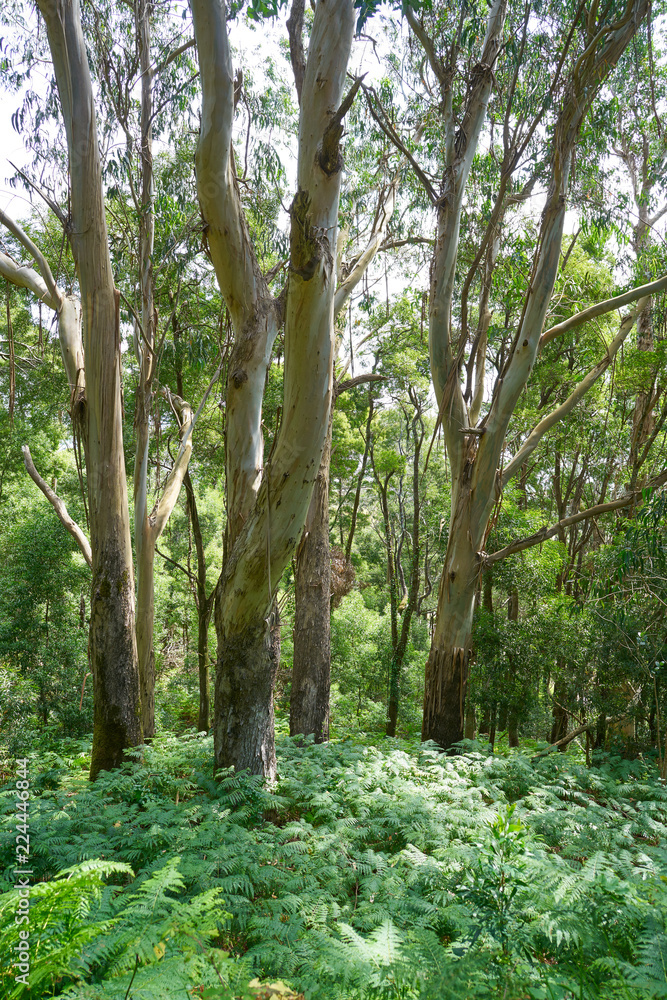 Islas Cies islands forest near Vigo Galicia Spain Islas Cies islands forest near Vigo Galicia Spain