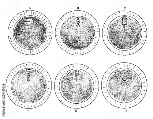 Maturation of the Ovum, vintage illustration.