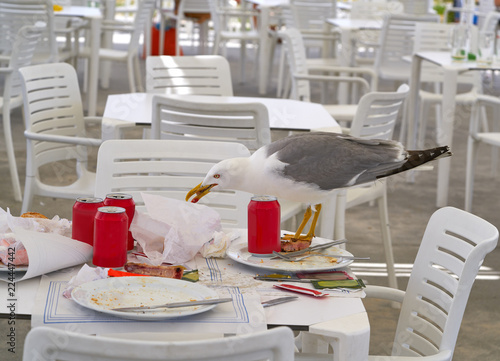 Fotografija seagull eating on a restaurant table