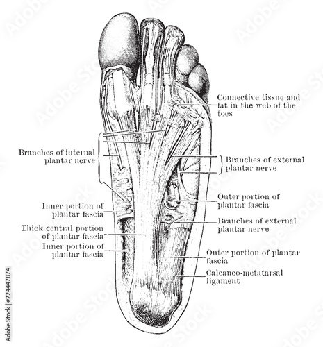 Nerves of the Foot, vintage illustration.